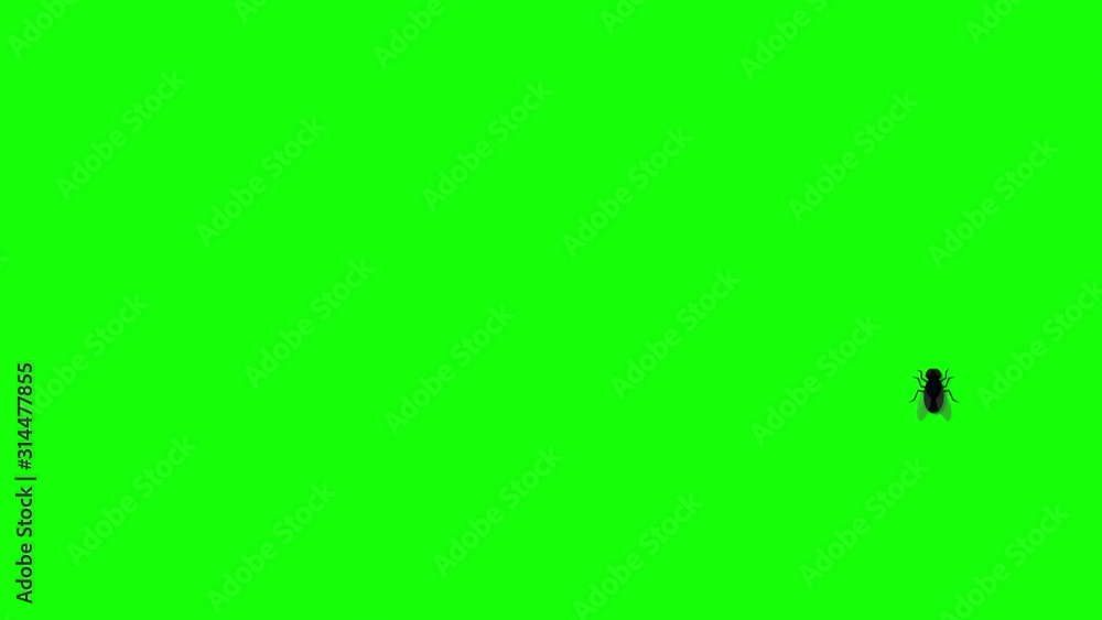 A fly walks on a chroma key background A fly walks on a chroma key background
