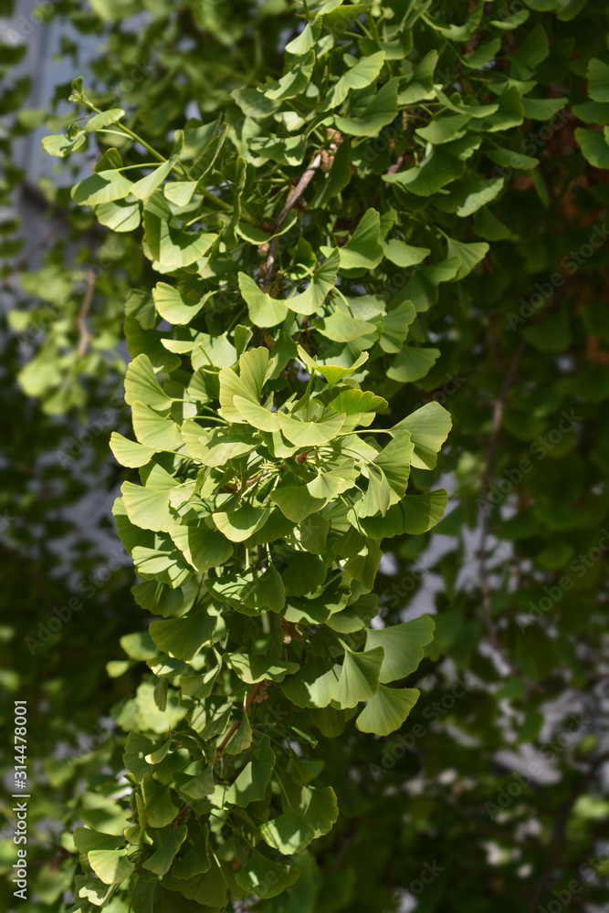 Ginkgo leaves Ginkgo leaves