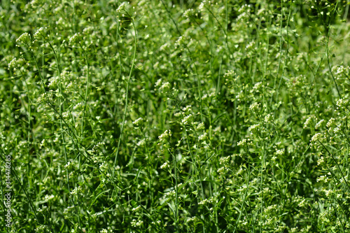 Shepherds purse