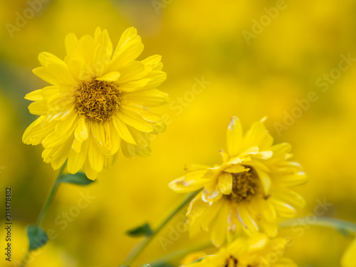 a beautiful chrysanthemum in the garden © nitinan