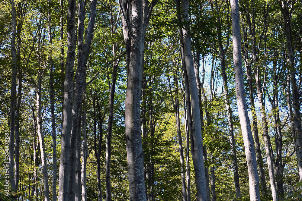 Fototapeta premium A beautiful beech forest in the summer. A game of light and shadow. Trees in the forest.