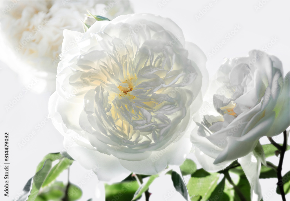 Fototapeta premium fiore bianco