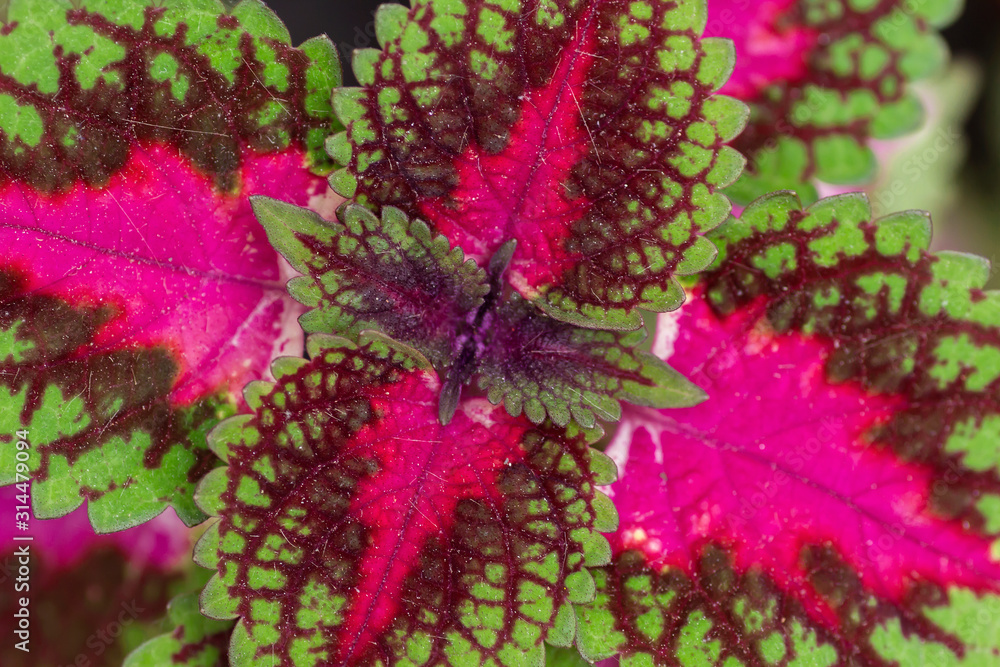 Detail of coleus blumei or painted nettle leaves