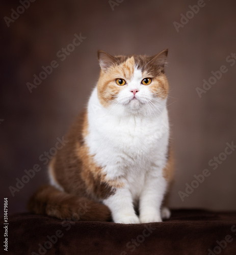 Imposante Britisch Kurzhaar Katze in cinnamon tortie white