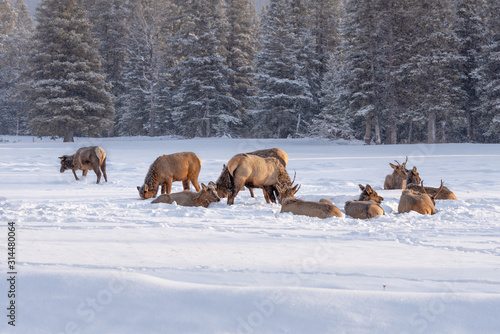 Elk in Snowy Meadow in Banff National Park, Alberta, Canada