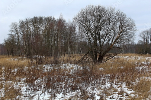 Wallpaper Mural Trees and bushes on a cloudy winter evening. Unique image of the surrounding nature Torontodigital.ca