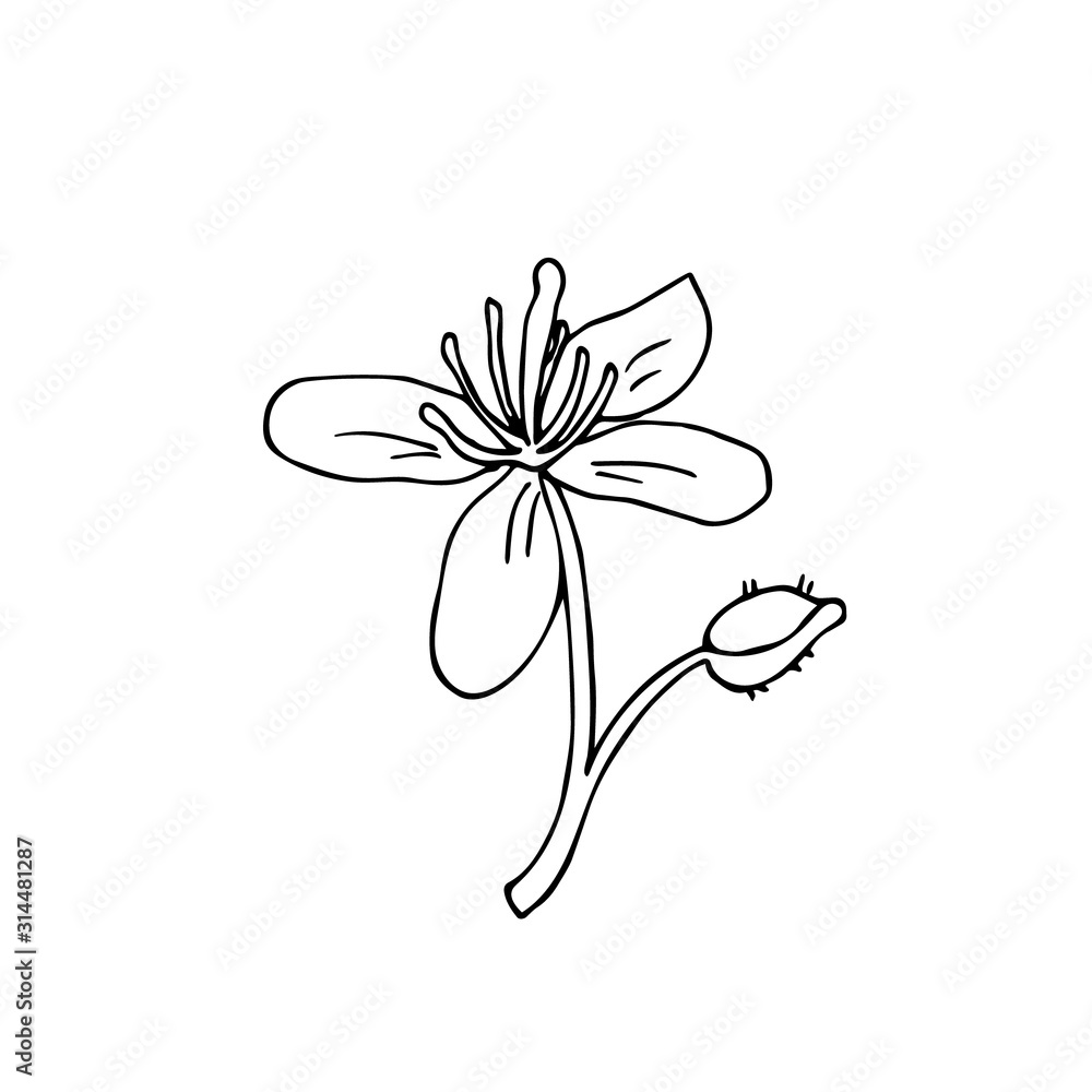 A celandine flower in doodle style. Hand drawn vector illustration in black ink on white background. Isolated outline.
