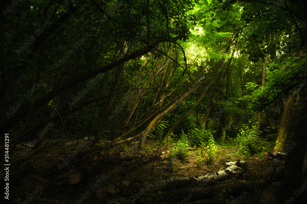 Naklejka premium Misterio