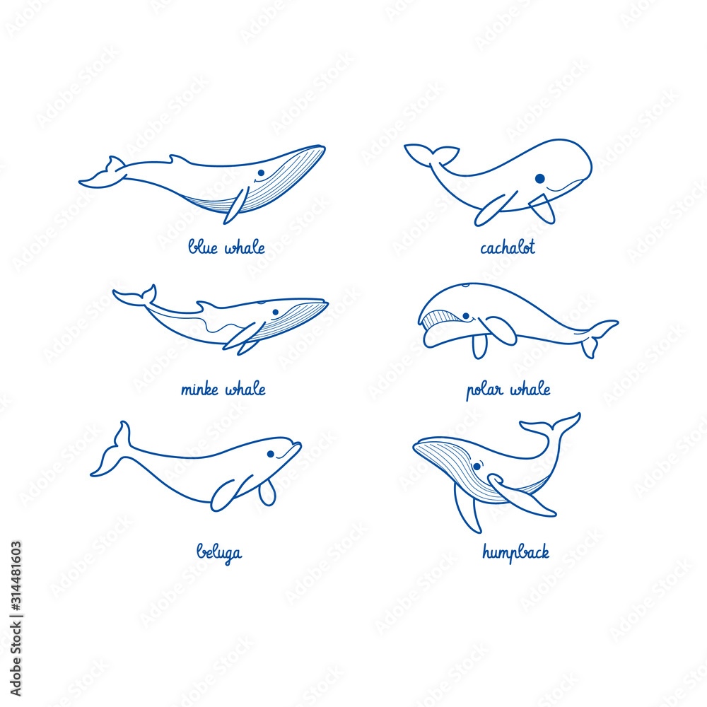 pilot whale drawing