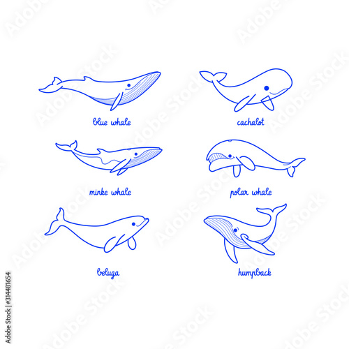 Valokuvatapetti Cartoon whale sketch line icon