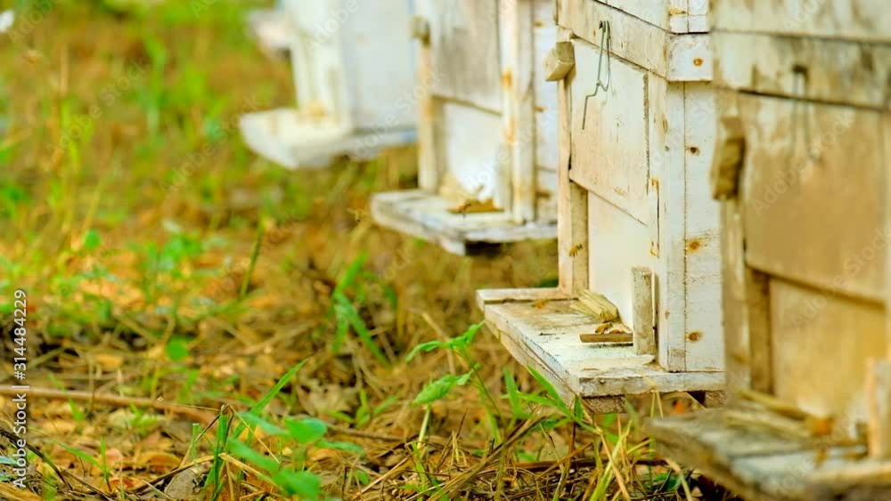 Bees fly in and out of the beekeeping box. Bees fly in and out of the beekeeping box.
