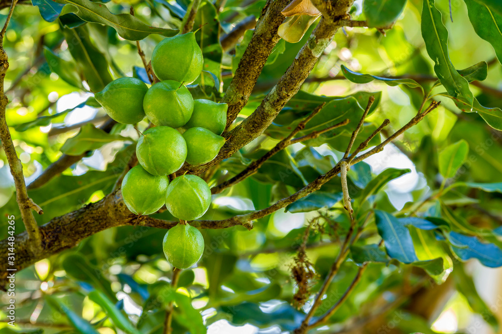 Cluster of fresh macadamia nuts hanging on its tree in fruit orchard Cluster of fresh macadamia nuts hanging on its tree in fruit orchard