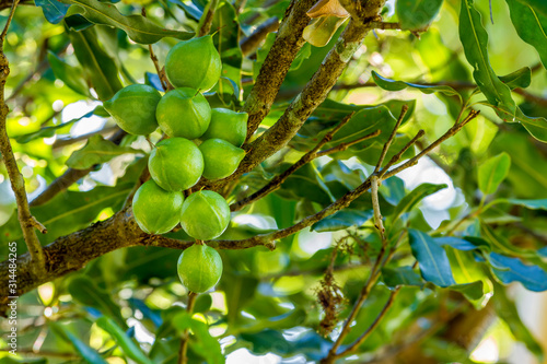 Cluster of fresh macadamia nuts hanging on its tree in fruit orchard