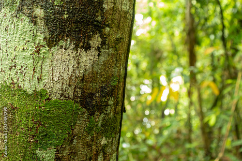 Fototapeta Naklejka Na Ścianę i Meble -  moss and tree bark texture with blurred background in south american nature