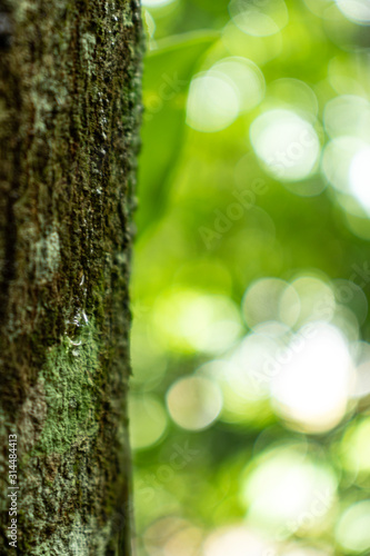 moss and tree bark texture with blurred background in south american nature
