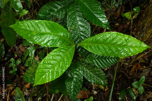 green leaves in south american nature
