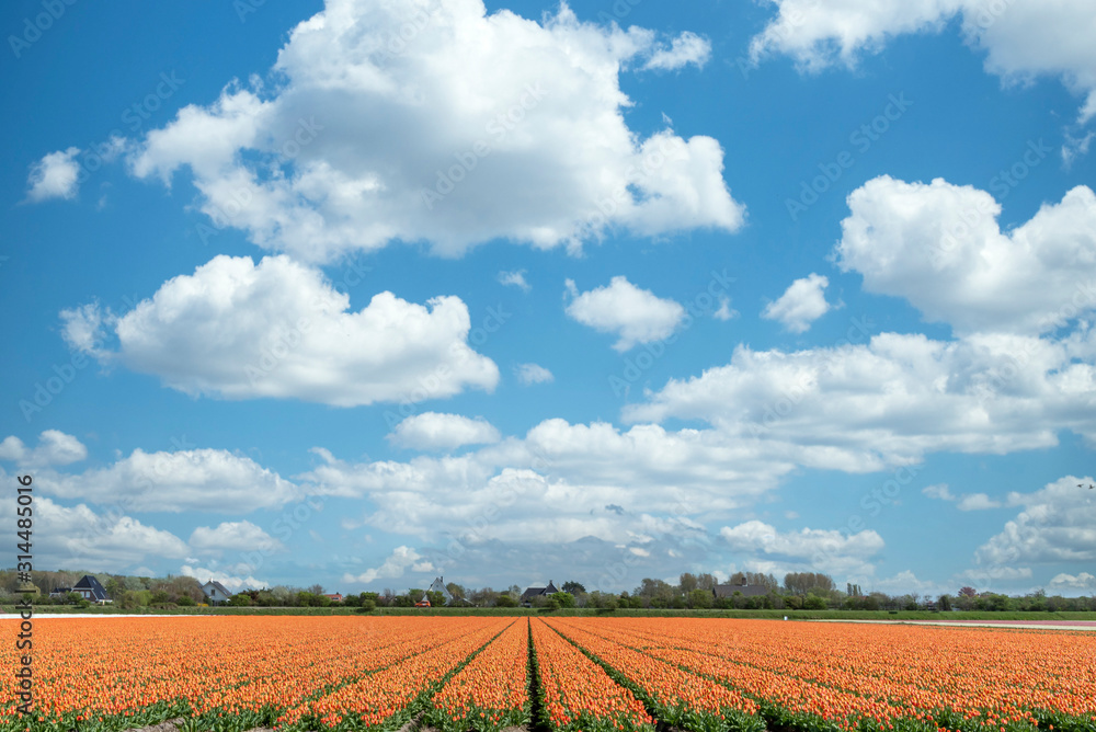 Orange tulips flowers fields and a Dutch windmill at Lisse, Netherlands