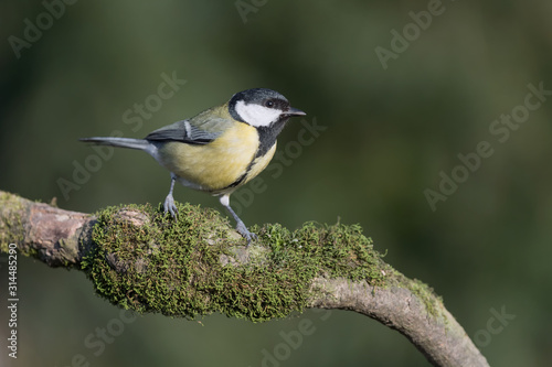 The Great tit (Parus major)