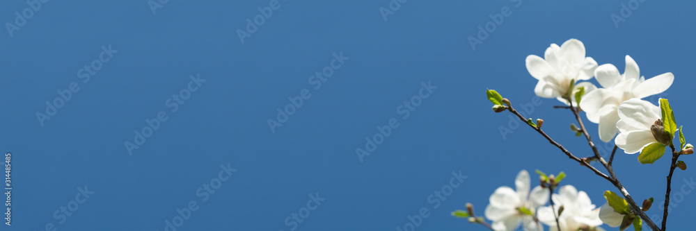 Obraz premium Banner 3:1. White magnolia flower on tree against blue sky. Spring background. Soft focus