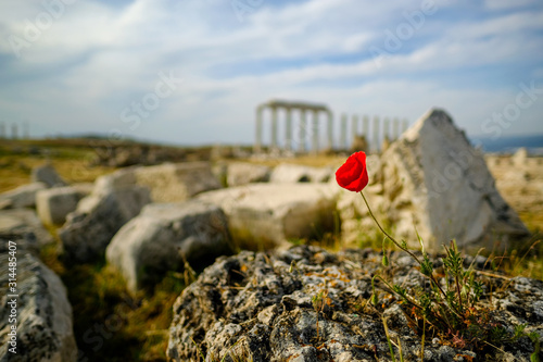 Beautiful wild red poppy flower on the rock with blurry ancient ruin of laodicea in the background.
