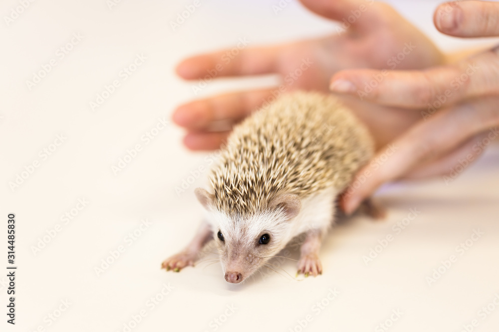 cute baby hedgehog pet on a white table isolated to a white background. cute baby hedgehog pet on a white table isolated to a white background.