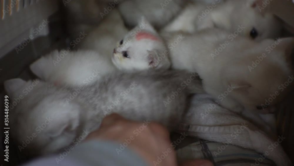 A human hand strokes small white kittens.1920 X 1080 Full Hd. A human hand strokes small white kittens.1920 X 1080 Full Hd.