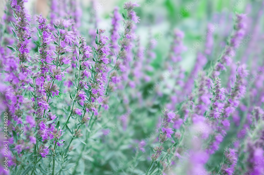 Fototapeta premium Nature summer spring background with purple flowers