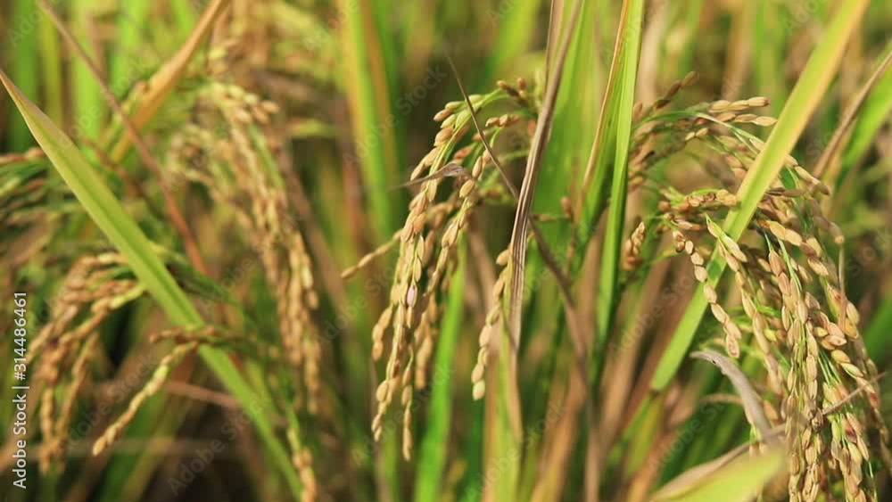 Paddy rice crop, Green rice plant growing up in farm at morning, a time to harvest. slow motion. nature concept. Paddy rice crop, Green rice plant growing up in farm at morning, a time to harvest. slow motion. nature concept.