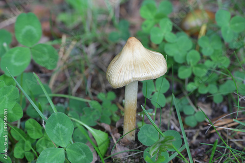 Inocybe rimosa, known as torn fibercap or split fibercap, wild mushrooms from Finland