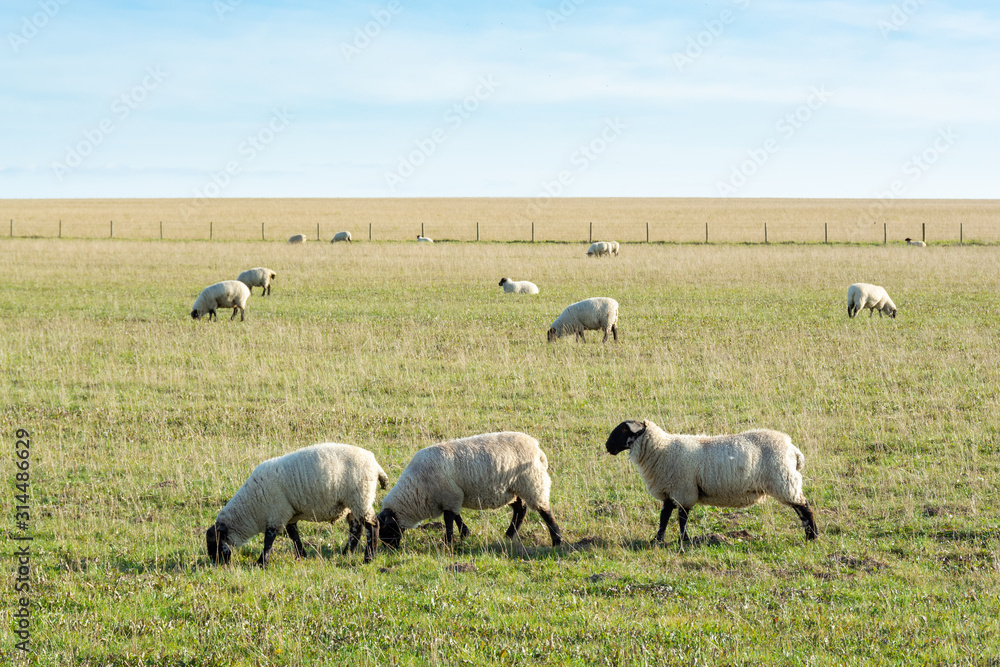 Obraz premium Grazing sheeps eating on the grassland in late summer 1 
