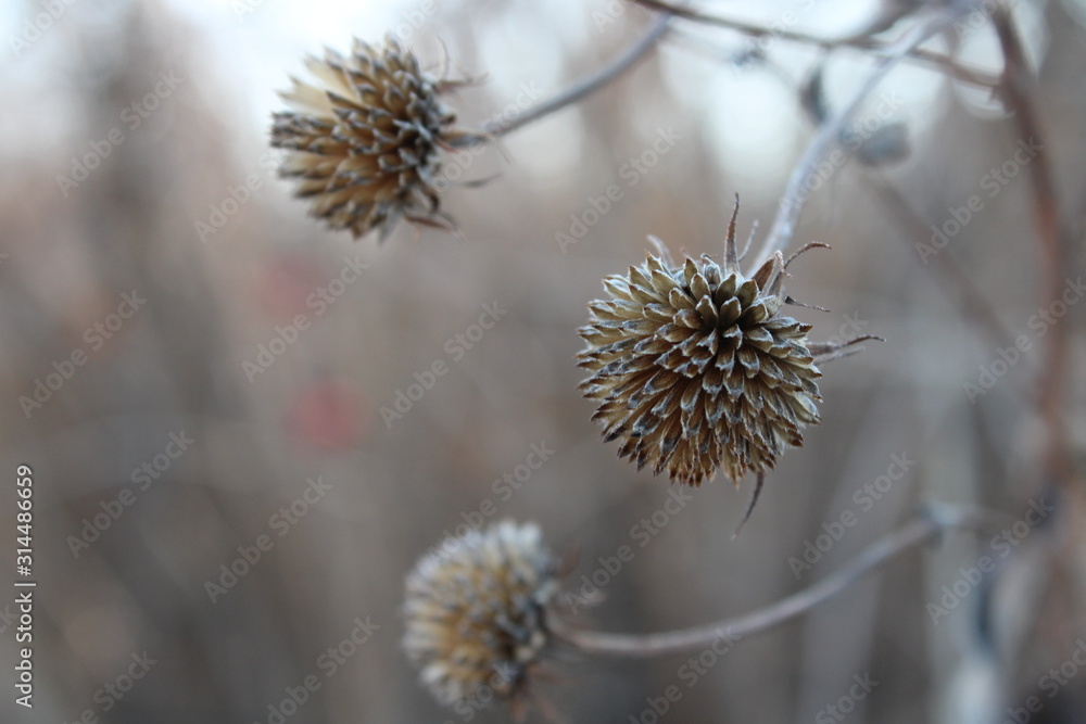 Obraz premium Cold Blossom