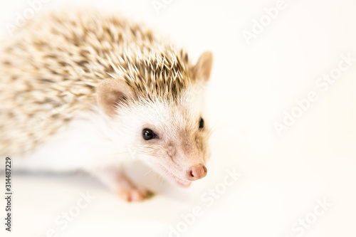 cute baby hedgehog pet on a white table isolated to a white background.