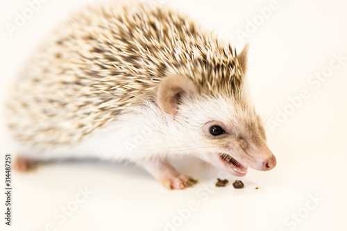 Fototapeta Naklejka Na Ścianę i Meble -  cute baby hedgehog pet on a white table isolated to a white background.