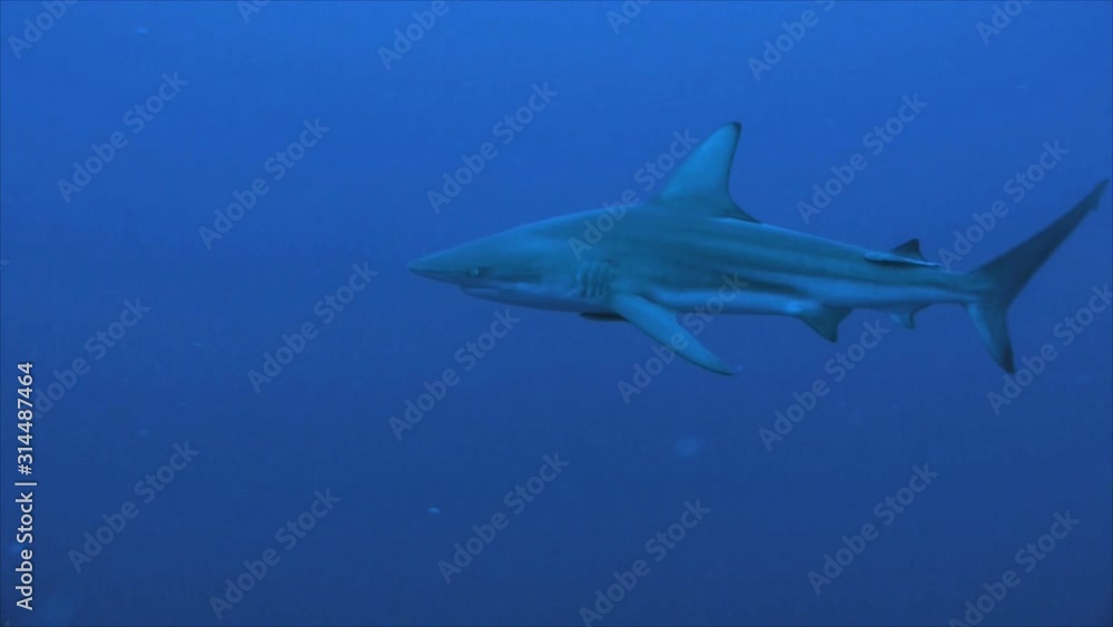Single oceanic blacktip shark in blue water, south africa Single oceanic blacktip shark in blue water, south africa