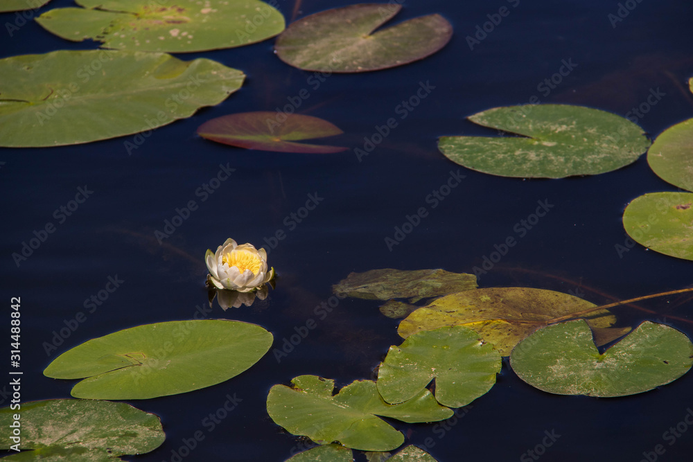 Strelka Aquatic plants of the Kotorosl river Strelka Aquatic plants of the Kotorosl river