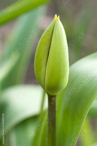 Close up shot of a flower bud on a sunny spring day