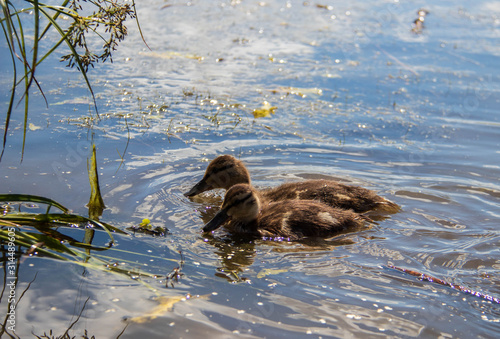 Duck on the shore of the Damansky island of Yaroslavl