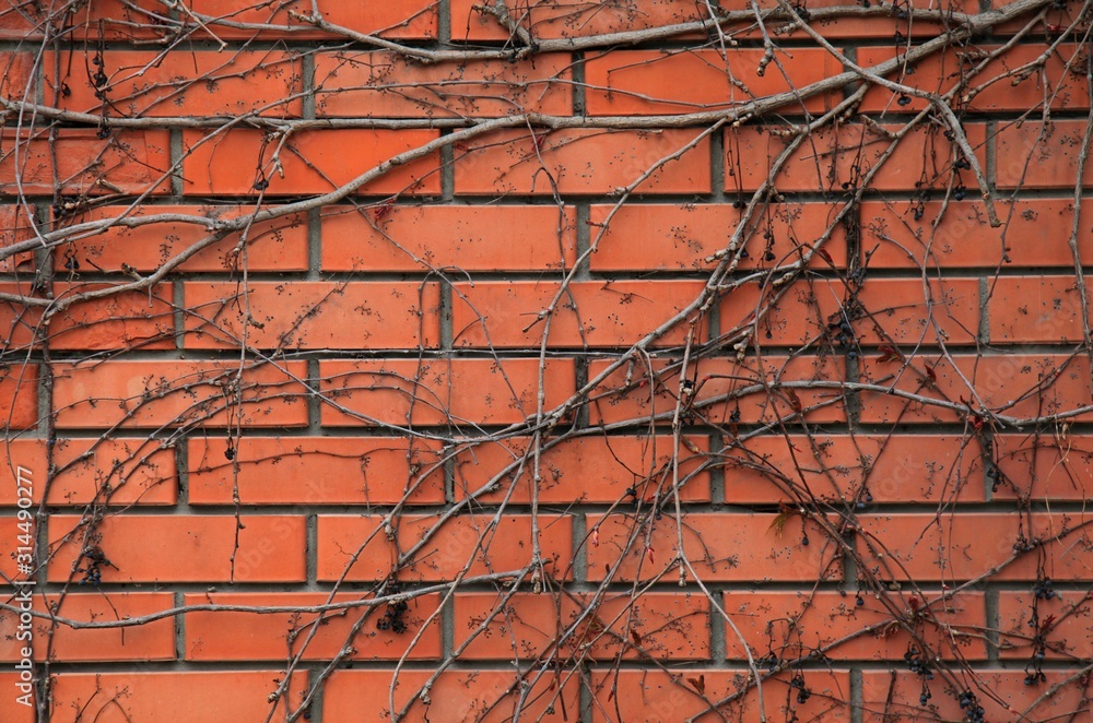 The background and texture of the red brick wall, with dry creeping vines. Light-red brick surface with dry creeping sprigs of grapes. Abstract sketches of nature. Panorama The background and texture of the red brick wall, with dry creeping vines. Light-red brick surface with dry creeping sprigs of grapes. Abstract sketches of nature. Panorama