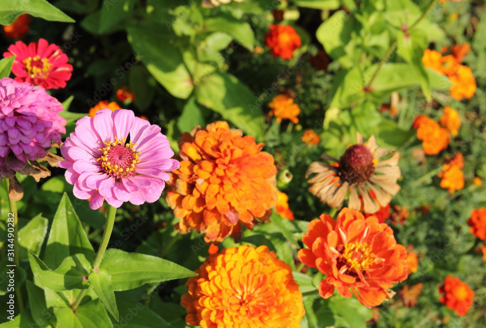 Flowers in the garden on a sunny day. Flowers in the garden on a sunny day.