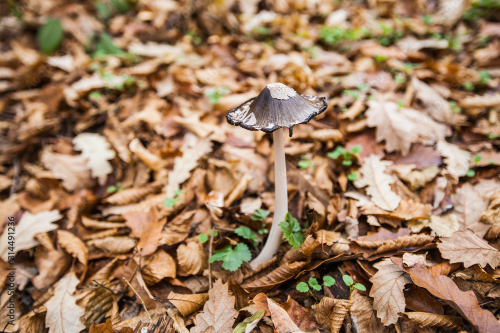 Mushroom in the forest Mushroom in the forest
