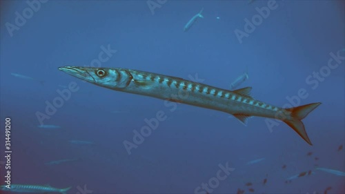 Wallpaper Mural Single barracuda, mediterranean sea Torontodigital.ca