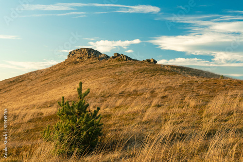 windy highland valley on mountain ridge top with rocks on peak scenic landscape with of pine small tree foreground in autumn season weather time  copy space