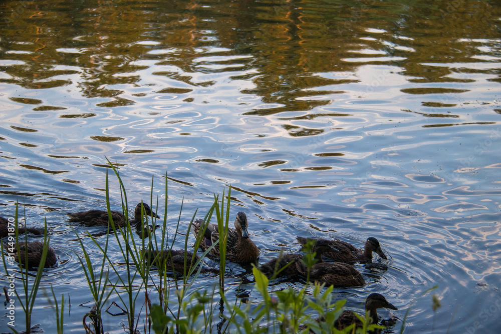Duck on a rock, looking into the distance.Yaroslavl. Warm evening in Neftyanik Park. Park refinery. Reflection of colorful sunset in the lake. Peace and quiet surrounded by green trees Duck on a rock, looking into the distance.Yaroslavl. Warm evening in Neftyanik Park. Park refinery. Reflection of colorful sunset in the lake. Peace and quiet surrounded by green trees