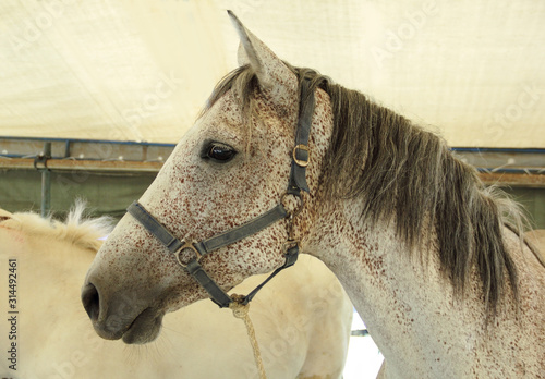 A white headed horse profile in the stable.