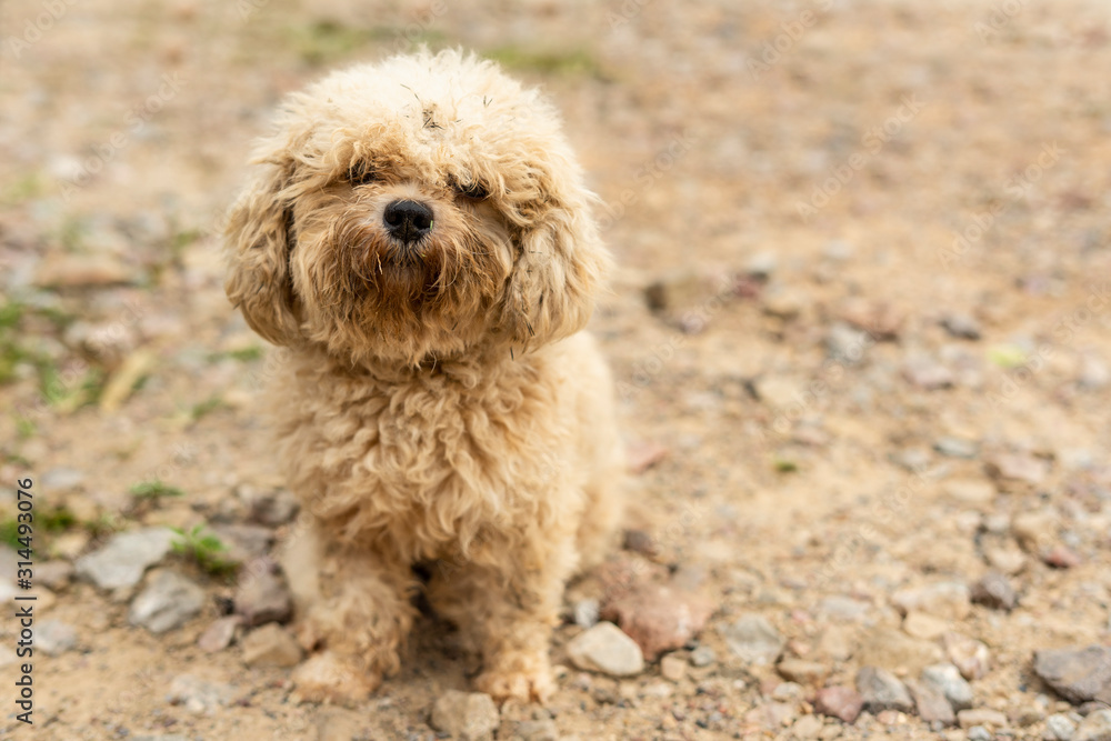 Dog becomes dirty after it played naughty. Dog becomes dirty after it played naughty.
