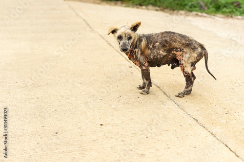 An old and sick dog was abandoned.
