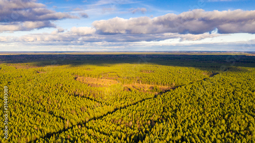 Aerial view over sunlit coniferous woodland massif in central Estonia