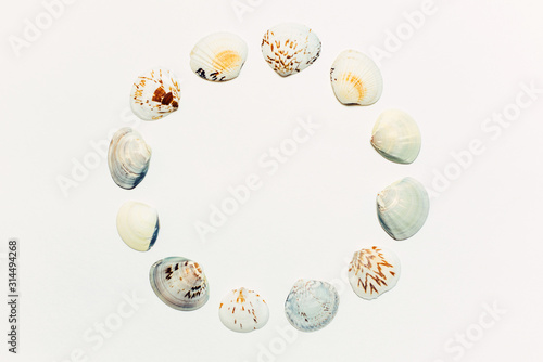 Circle of seashells on a white background. Free space for text.