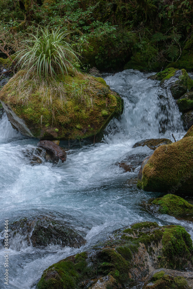 Millford Sound. Fjordland. New Zealand. Creek and forest Millford Sound. Fjordland. New Zealand. Creek and forest