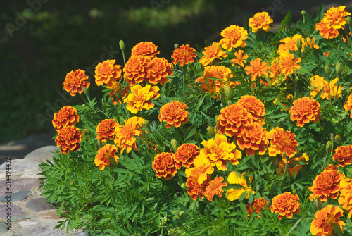 Annual flowers marigolds (lat. Tagétes) on the flowerbed 